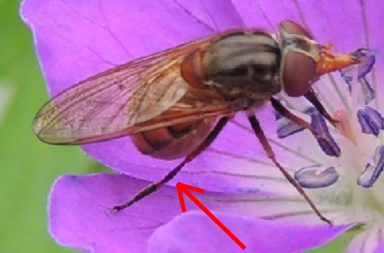 Syrphidae: Rhingia rostrata, femmina